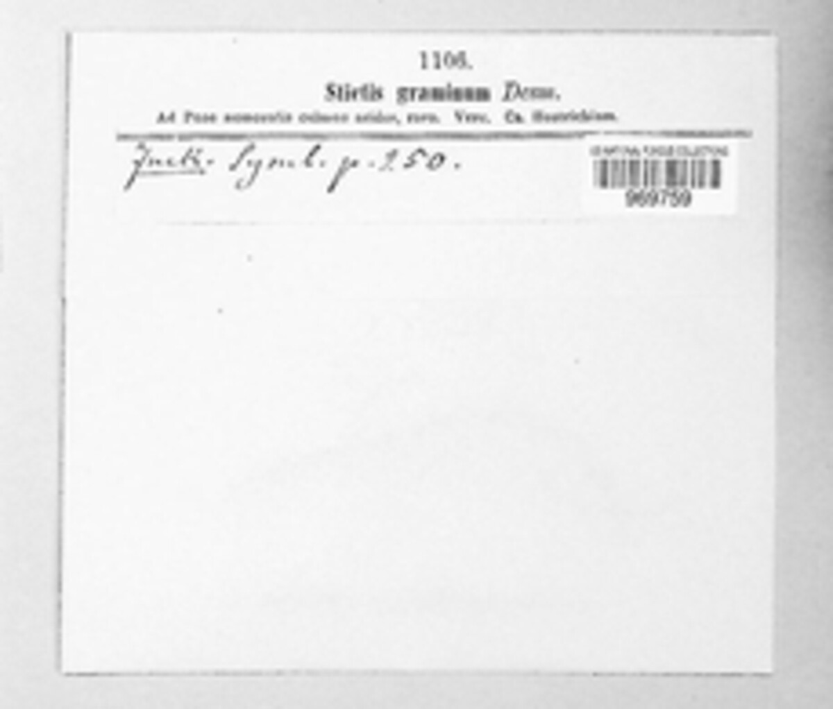 Stictis graminum image